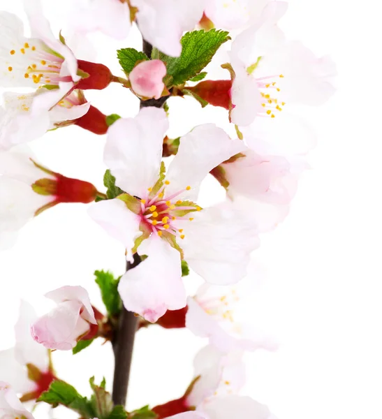 Flowering branch isolated on white — Stock Photo, Image