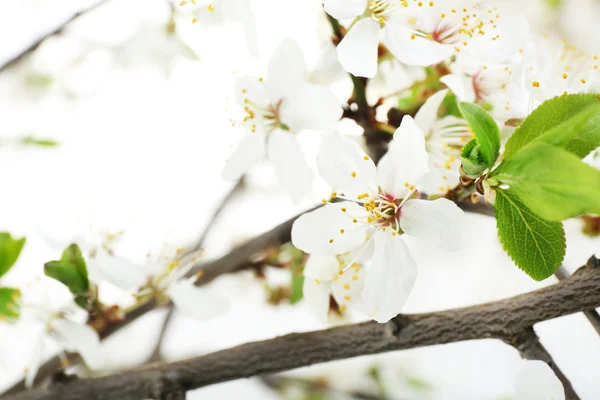 Flowering branch, closeup — Stock Photo, Image