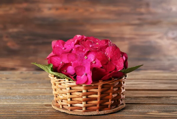 Flores de hortênsia rosa — Fotografia de Stock