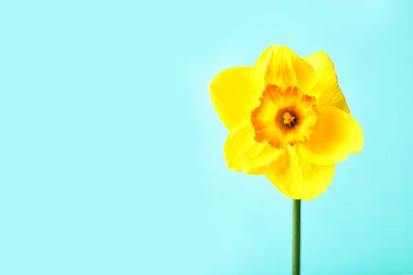 Färska narcissus blomma — Stockfoto