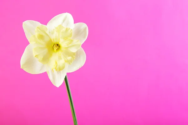 Fresh narcissus flower — Stock Photo, Image