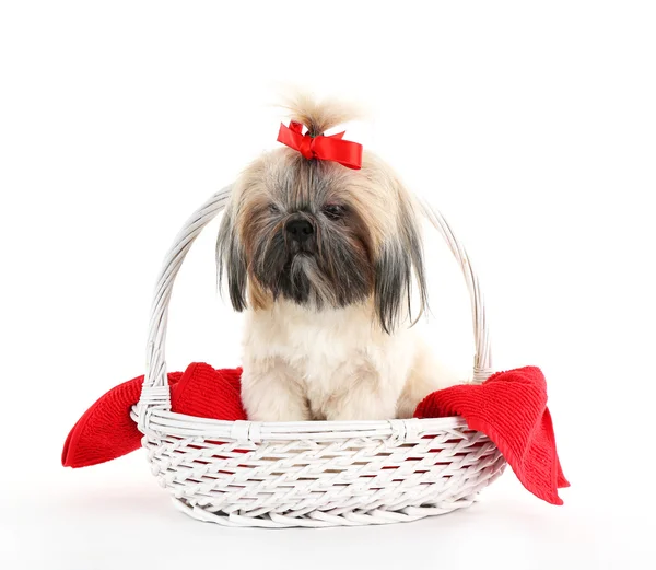 Cute Shih Tzu — Stock Photo, Image