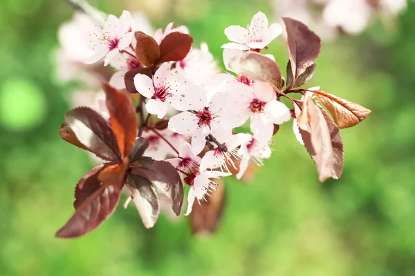 Plum blossoms over blurred nature background, close up — Stock Photo, Image