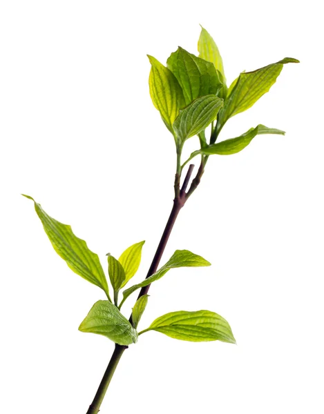 Rama con hojas de primavera aisladas en blanco — Foto de Stock