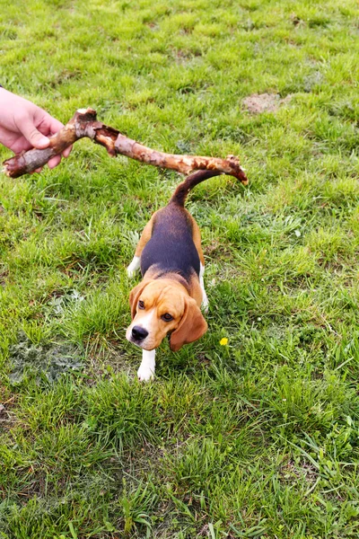 Man leker med hund i parken — Stockfoto