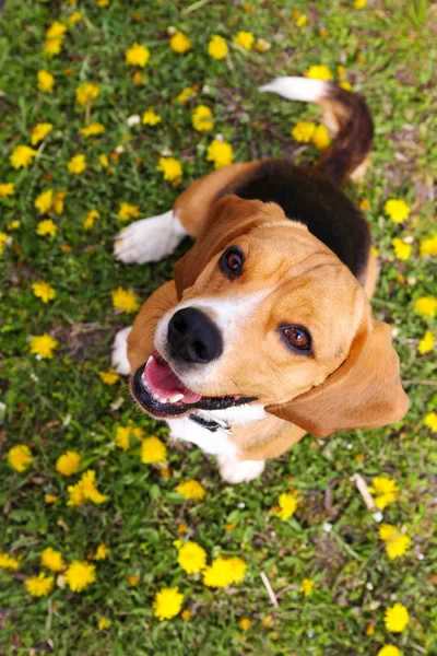Cute dog in park — Stock Photo, Image