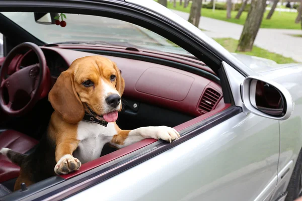 Rolig söt hund i bil — Stockfoto