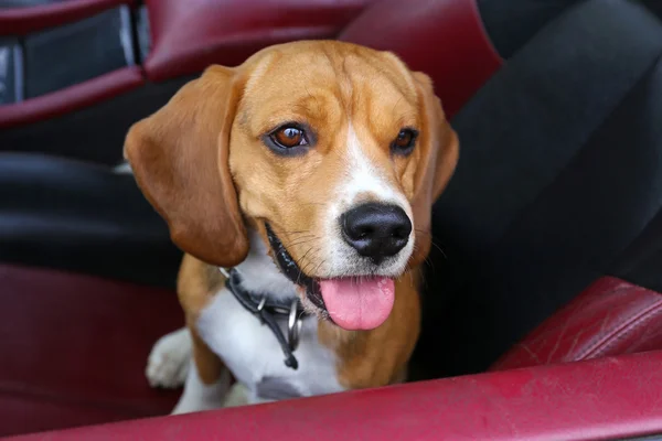 Rolig söt hund i bil — Stockfoto