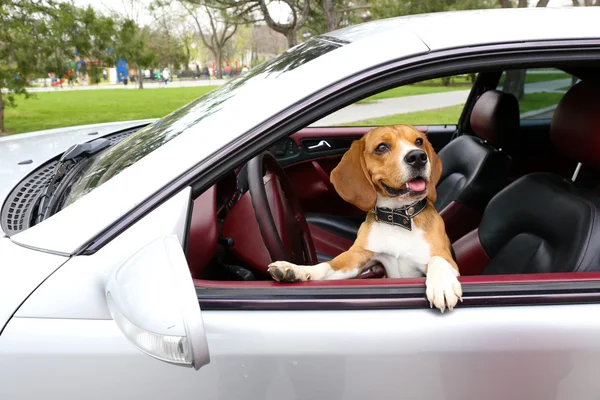 Αστεία χαριτωμένο σκυλί στο αυτοκίνητο — Φωτογραφία Αρχείου