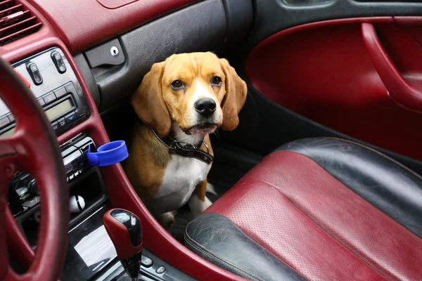 Funny cute dog in car — Stock Photo, Image