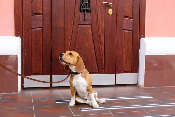 Netter Hund in der Nähe der Tür — Stockfoto