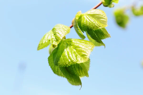 Beautiful green twig — Stock Photo, Image