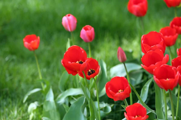 Güzel Lale çiçek açan — Stok fotoğraf