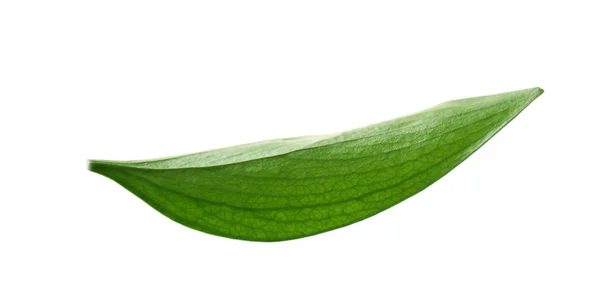 Hoja verde aislada sobre blanco —  Fotos de Stock