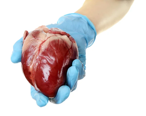 Corazón en la mano del médico — Foto de Stock