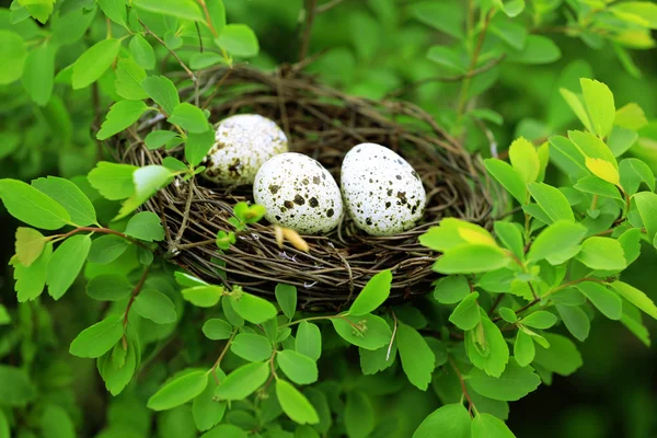 Wicker nest with eggs — Stock Photo, Image