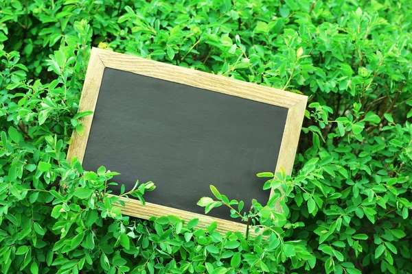 Moldura da foto sobre arbusto verde — Fotografia de Stock