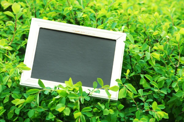 Photo frame over green bush — Stock Photo, Image