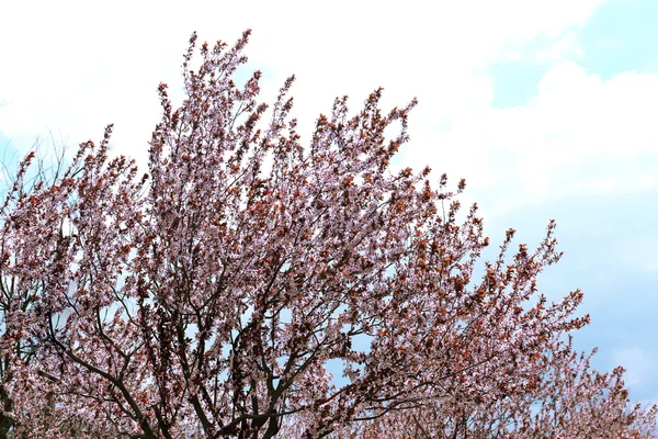 Güzel çiçekli ağaç — Stok fotoğraf