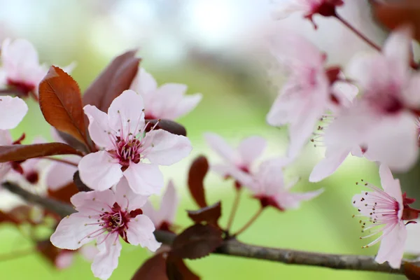 Ramos de árvore de floração, close-up — Fotografia de Stock