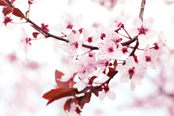 Takken van de bloeiende boom, close-up — Stockfoto