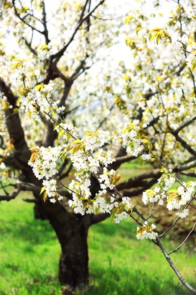 Spring blooming cherry garden — Stock Photo, Image