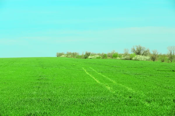 Field and blue sky — Stock Photo, Image