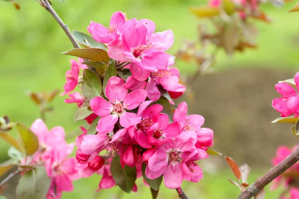 Branch of flowering tree, closeup — Stock Photo, Image