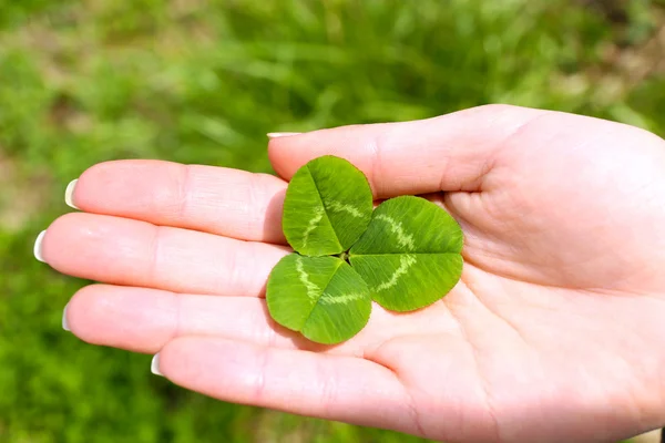 Kvinnlig hand med fyra blad klöver, närbild — Stockfoto