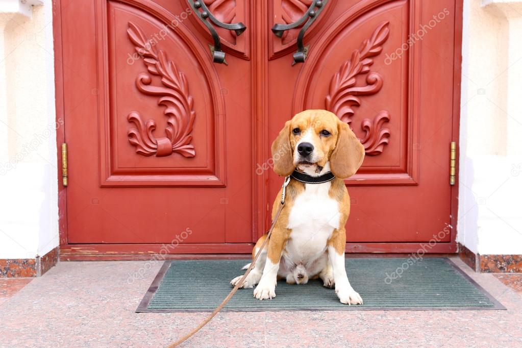 Cute dog near door
