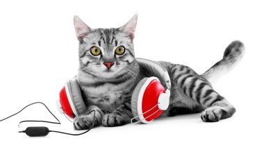 beyaz izole kulaklık ile güzel kedi