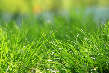 Yeşil Çimen Arkaplanı