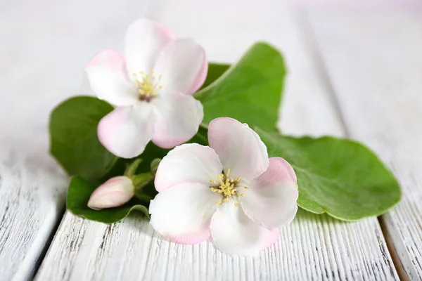 Apple blossom med blad — Stockfoto