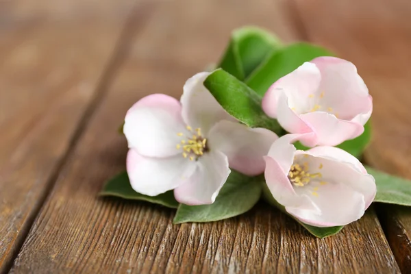 Apple blossom med blad — Stockfoto