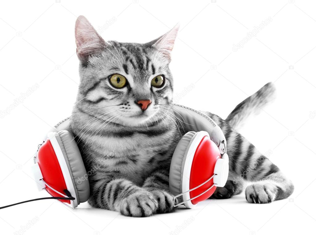 Beautiful cat with headphones isolated on white