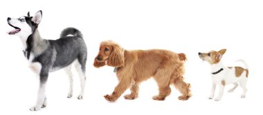 Grup köpekler üzerinde beyaz izole satırdaki farklı boyutlarda
