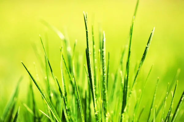 Grama verde com orvalho — Fotografia de Stock