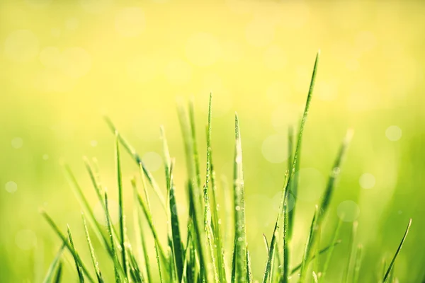 Grama verde com orvalho — Fotografia de Stock