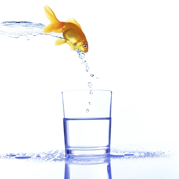 Goldfish jumping into glass, isolated on white — Stock Photo, Image