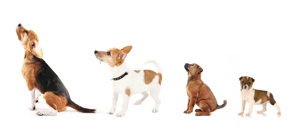 Grupo de cães de diferentes tamanhos em fileira, isolado em branco — Fotografia de Stock