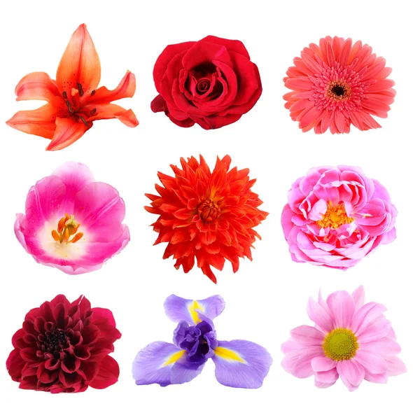 Beautiful flowers collage, isolated on white — Stock Photo, Image