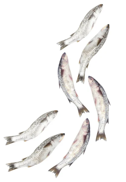 Muitos peixes isolados em branco — Fotografia de Stock