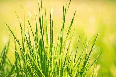 Çimen çiy ile yeşil, yakın çekim