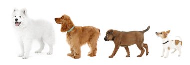 Grup köpekler üzerinde beyaz izole satırdaki farklı boyutlarda