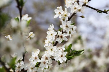 Çiçek açan ağaç dal