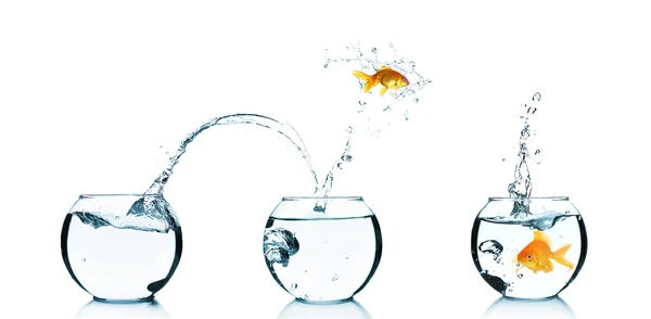 Goldfish jumping into glass aquarium, isolated on white — Stock Photo, Image