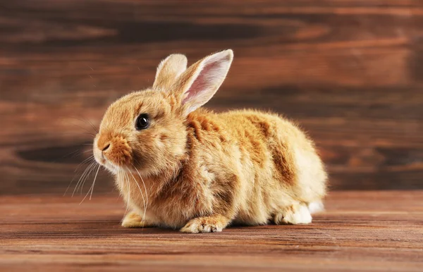 Маленький кролик на деревянном фоне — стоковое фото
