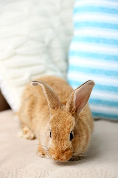 Niedliches Kaninchen auf dem Sofa, Nahaufnahme — Stockfoto