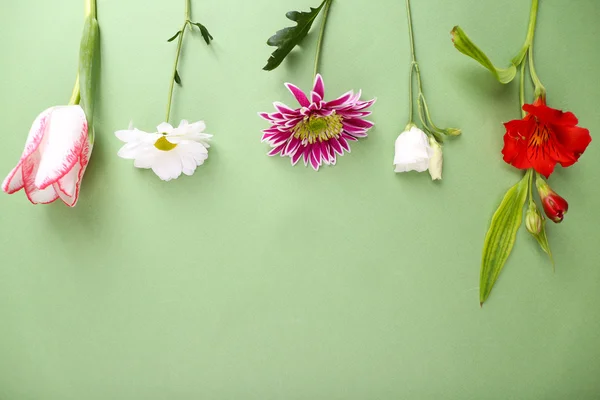 Different flowers on green background — Stock Photo, Image