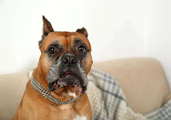 Lindo perro sentado en el sofá, en el fondo interior de casa — Foto de Stock